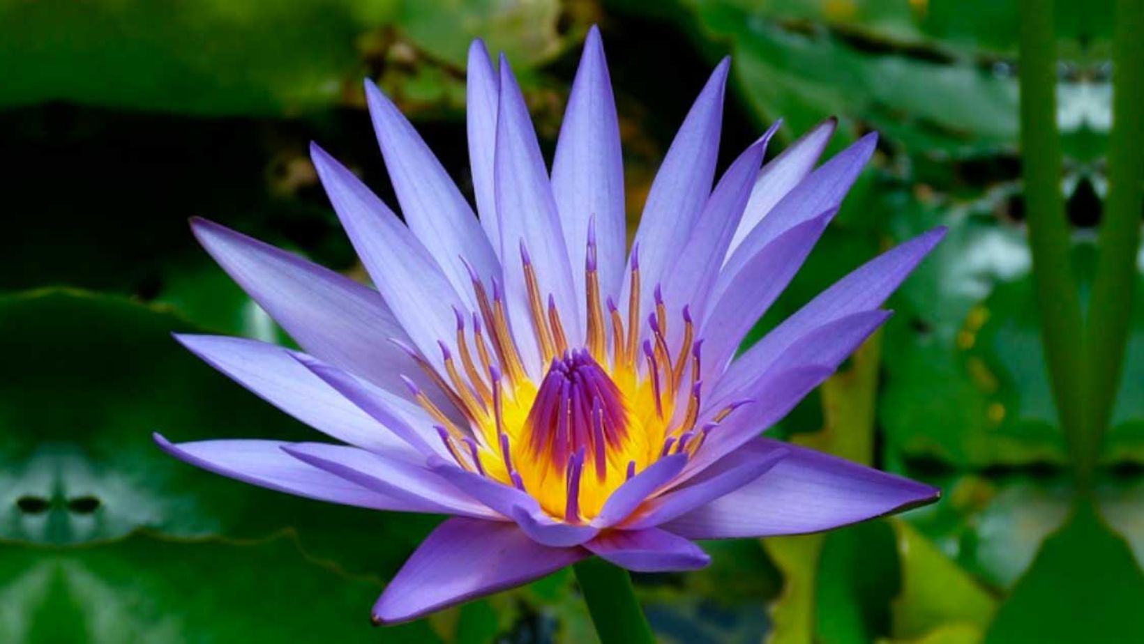 Blue Lotus in Ancient Egypt